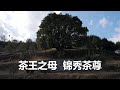 云南凤庆县，寻找3200年树龄的茶树王，探访中国滇红第一村安石村