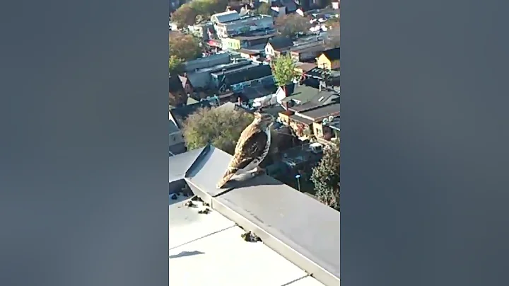 falcon attacking me at work