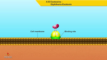 A B Exotoxins Diphtheria Exotoxin - Microbiology animations