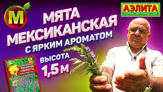 Мята ЛОФАНТ с ЯРКИМ АРОМАТОМ и Высотой в Полтора Метра