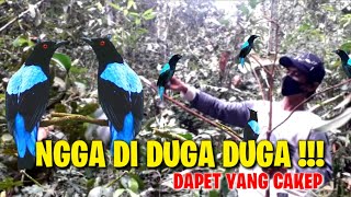 Lagi Lagi Lengket !!! Mikat Burung Cucak Biru Bermodal Mp3 Hasilnya Sempurna