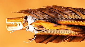 Why Do Arrows Have FEATHERS on the BACK?