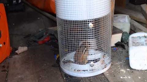 Chipmunk in a Mouse Trap???