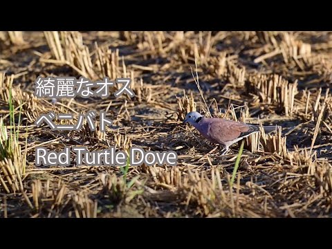 【綺麗なオス】ベニバト Red Turtle Dove