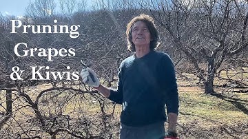 How to Prune Kiwis & Grapes | Pruning Workshop 2025 with Michael McConkey at Edible Landscaping