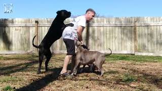 Mastiff gets Frisky. by Gunther's Spot   496 views 1 year ago 1 minute, 7 seconds