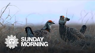 Nature: Prairie chickens