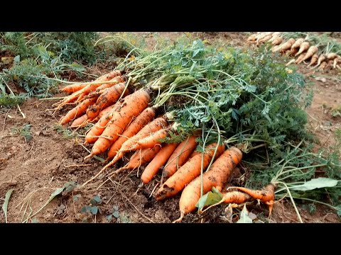 Videó: Sárgarépa Termesztése