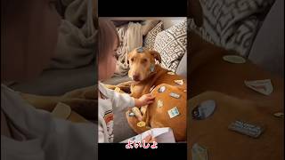 SNSで大バズり!!動物たちの面白すぎるパプニング9選!!! #柴犬 #アニマル発見隊 #いぬ #可愛い #面白集 #動物おもしろ動画 #癒し #おもしろ