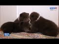 В Лузском районе спасли трех медвежат, брошенных мамой-медведицей(ГТРК Вятка)