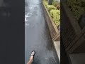 When people tell me that the rain water in Japan is super clean… #japantips #rain #tasty