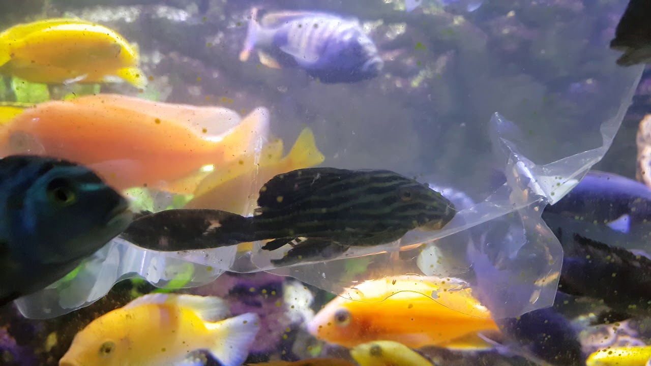 L190 Pleco YouTube l190-pleco-youtube