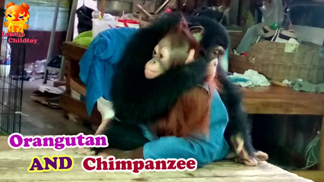 See Cute of Chimpanzee and Orangutan  YouTube