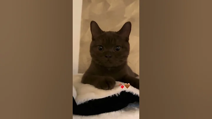 Video 11029541: kitten kitty cutecat catlover, cats cutecats kitty catlover