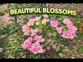 ealing Rain Sounds | Pure Relax ZonePeaceful Rain Forest #relaxing music#natural music