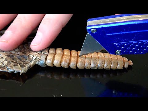 Wideo: Jak Uciec Od Węży