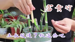 【天天小花農】富貴竹生長緩慢? 吃急！家裡這些藥片或者可幫到你