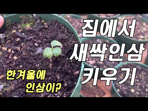 집에서 새싹인삼 키우기 6개월만에 싹이 나왔어요~ How to grow ginseng at house.(America ginseng seeds)