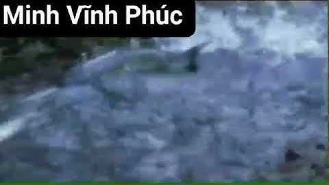 Cá ngược dòng là cá sống và người vượt nghịch cảnh người thành công