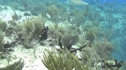 Prefuse 73 - Storm Returns with Tommy Guerrero