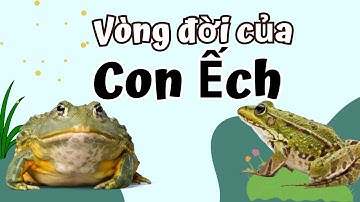 Vòng Đời Của Con Ếch Bao Nhiêu Ngày? Frog life cycle