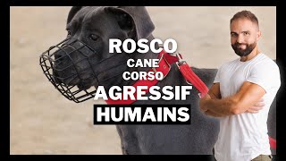 Cane Corso agressif humain : Chien incompris EP 6