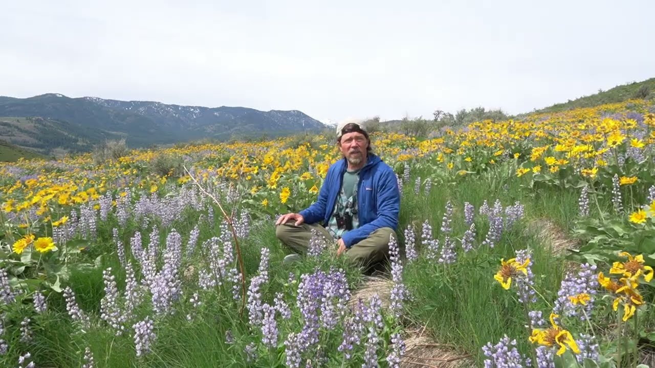 Common Flowers of the Methow Valley: Balsamroot