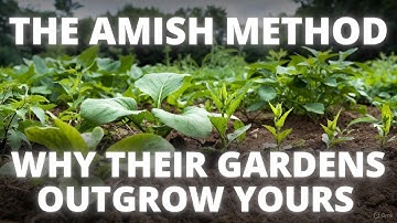 Why Amish Gardens Explode With Growth The Soil Secrets Modern Gardeners Miss!”