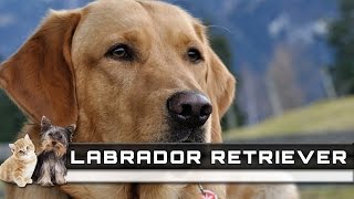 🐕 LABRADOR RETRIEVER Dog Breed - Overview, Facts, Traits and Price by Free Sound Effects 544 views 7 years ago 12 minutes, 41 seconds