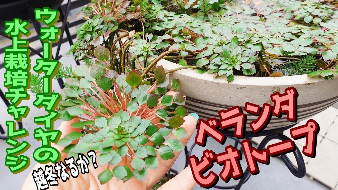 Biotope] Let's try growing Water Diamonds above water (Will the