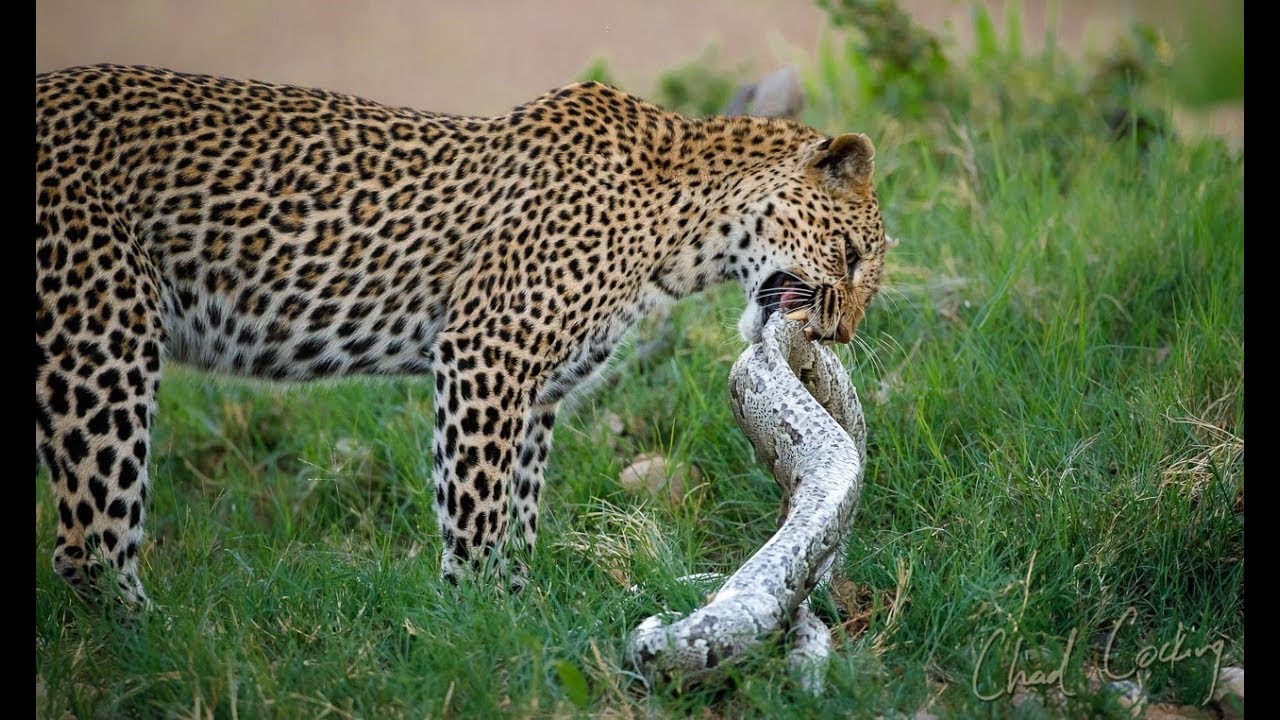 GIANT PYTHON VS LEOPARD - YouTube