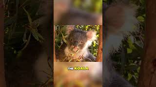 The Enigmatic Life of Koalas  Secrets Unveiled in the Australian Forests #s #cat #shortvideo