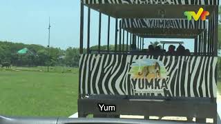 Yumká TV Intro en Español Latino 🐘🐅🦏🐆🐒🦒