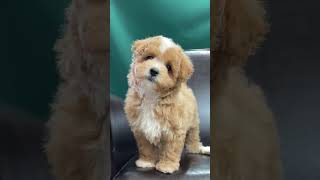 Maltipoo Puppies Are Great For Indoor Living