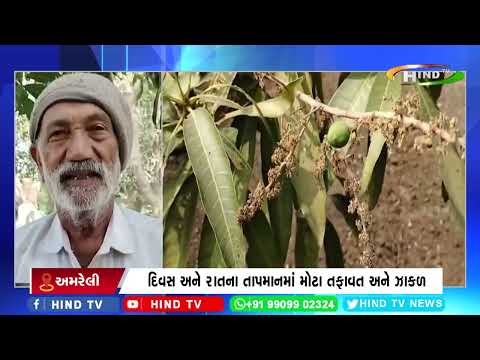 અમરેલીના ખેડૂતો કેરીના ઉત્પાદનમાં ઘટાડો થશે