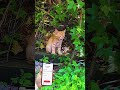 AppStore: CAT TRANSLATOR — Human to Pet. Have you always wondered what your cat is talking about?