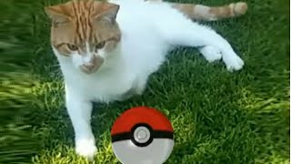 Pokemon Go - Cat Catching screenshot 5