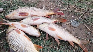 Carp Fishing with Net