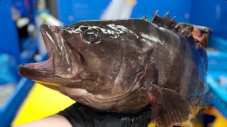 비싼횟감!??  능성어 1.8kg 회뜨기!  Seven bandgrouper