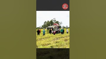 kéo cả xóm theo bắt chuột mùa cắt lúa và cái kết #shorts