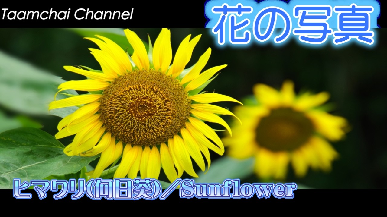 花の写真】-夏の花(59)-向日葵-#267 - YouTube