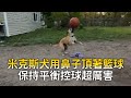 米克斯犬用鼻子頂著籃球　保持平衡控球超厲害