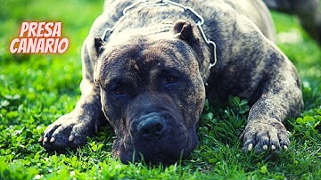 Most dangerous and powerful dog in the World (Peru de Presa Canario Peru) Presa Canario Compilation