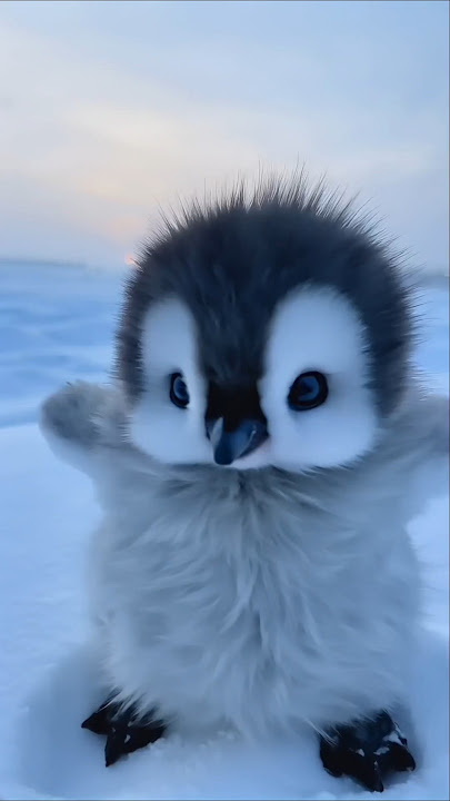 it's so cold, let me hold you #cute #adorable #pet #penguin #babyanimals #fluffy #cuteanimal