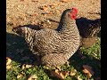 Breed Overview:  Barred Plymouth Rock Chickens