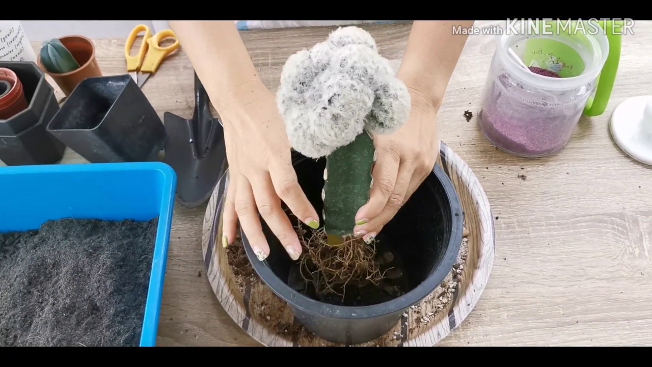 สูตรดินปลูกแคคตัสไม้กราฟต์ ให้หัวอ้วนๆ ใหญ่ๆ หน่อเยอะ [ง่ายๆ บ้านๆ แต่ได้ผลดี]