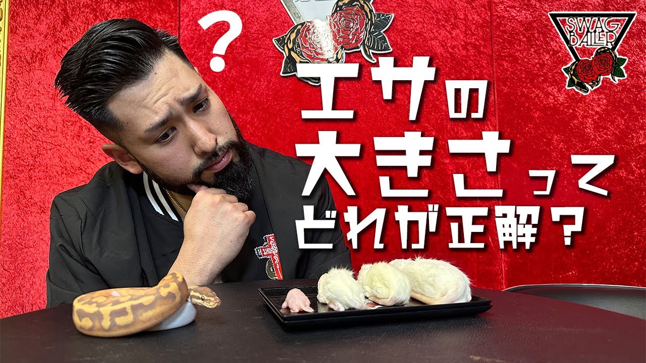 もう迷わない！？適切な餌の選び方【ボールパイソン】#SWAGBaller#爬虫類#浜松#静岡