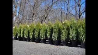 Allentown Pa Emerald Greens 3-4 ft Potted and B&B add on Craigslist 2013 Prices   XXX