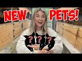 I Went To The LIVESTOCK AUCTION & Rescued 3 NEW BABY ANIMALS!
