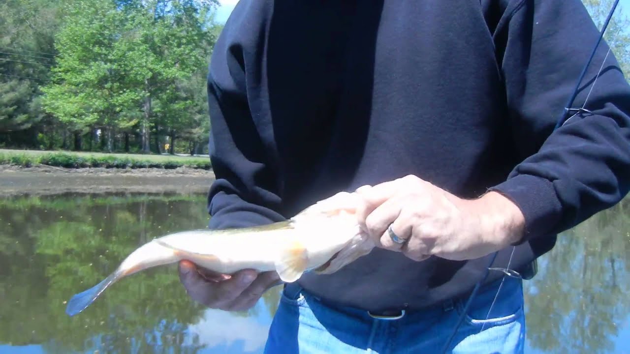 RIVER FISHING TIPS FOR BIG BASS NANTICOKE RIVER DELAWARE YouTube